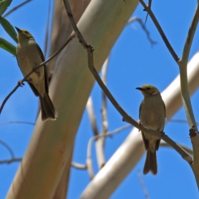 Ptilotula penicillata (White-plumed Honeyeater) at Fyshwick, ACT - 2 Dec 2018 by RodDeb