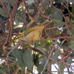 Ptilotula penicillata at Fyshwick, ACT - 2 Dec 2018