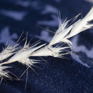 Rytidosperma sp. at Michelago, NSW - 1 Dec 2018