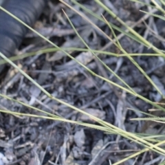 Rytidosperma sp. at Michelago, NSW - 1 Dec 2018