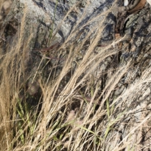 Vulpia bromoides at Michelago, NSW - 1 Dec 2018 05:27 PM