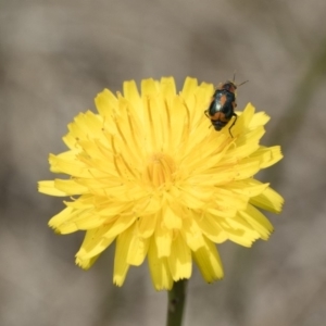 Dicranolaius villosus at Michelago, NSW - 25 Nov 2018 10:15 AM