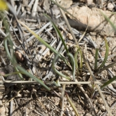 Tricoryne elatior at Michelago, NSW - 30 Nov 2018