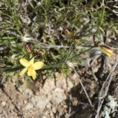 Tricoryne elatior at Michelago, NSW - 30 Nov 2018