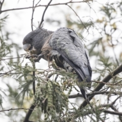 Callocephalon fimbriatum (Gang-gang Cockatoo) at Acton, ACT - 1 Dec 2018 by AlisonMilton