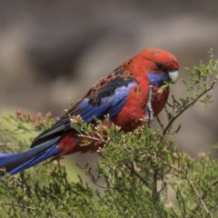 Platycercus elegans (Crimson Rosella) at Acton, ACT - 1 Dec 2018 by Alison Milton