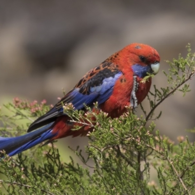 Platycercus elegans (Crimson Rosella) at Acton, ACT - 1 Dec 2018 by Alison Milton