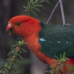 Alisterus scapularis (Australian King-Parrot) at Acton, ACT - 1 Dec 2018 by Alison Milton