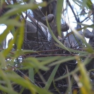 Ocyphaps lophotes at Hughes, ACT - 2 Dec 2018 04:23 PM