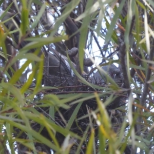 Ocyphaps lophotes at Hughes, ACT - 2 Dec 2018 04:23 PM