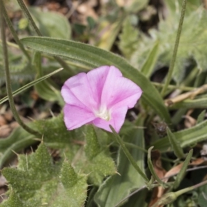 Convolvulus angustissimus subsp. angustissimus at Illilanga & Baroona - 25 Nov 2018