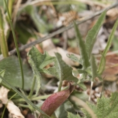 Convolvulus angustissimus subsp. angustissimus at Illilanga & Baroona - 25 Nov 2018