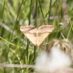 Anachloris subochraria (Golden Grass Carpet) at Michelago, NSW - 25 Nov 2018 by Illilanga