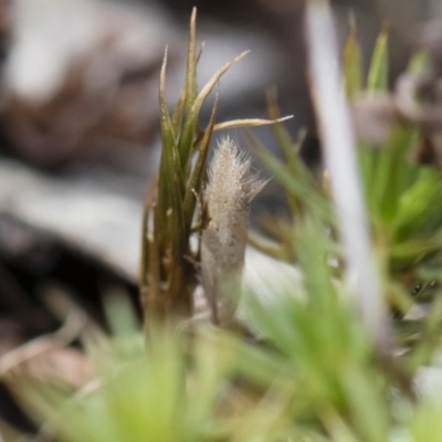 Philobota (genus) at Illilanga & Baroona - 13 Oct 2018 by Illilanga