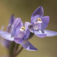 Thelymitra sp. (nuda complex) (Sun Orchid) at Cotter River, ACT - 2 Dec 2018 by GlenRyan