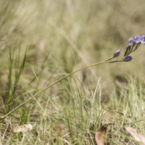 Thelymitra sp. (nuda complex) at Cotter River, ACT - suppressed