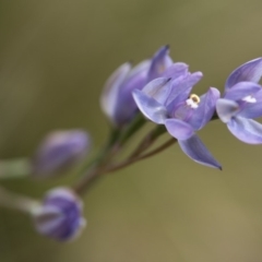 Thelymitra sp. (nuda complex) at Cotter River, ACT - suppressed