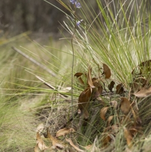 Thelymitra sp. (nuda complex) at Cotter River, ACT - suppressed