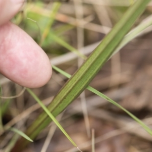 Thelymitra sp. (nuda complex) at Cotter River, ACT - suppressed