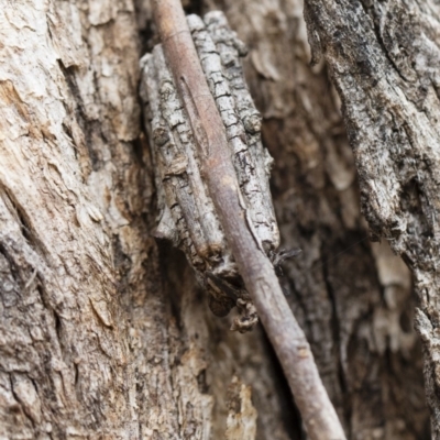 Clania ignobilis (Faggot Case Moth) at Michelago, NSW - 13 Oct 2018 by Illilanga