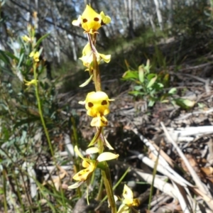 Diuris sulphurea at Cotter River, ACT - suppressed