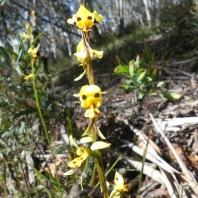 Diuris sulphurea (Tiger Orchid) at Cotter River, ACT - 2 Dec 2018 by WalterEgo