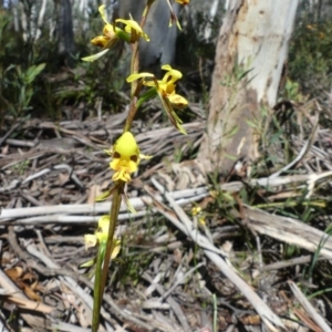 Diuris sulphurea at Cotter River, ACT - suppressed