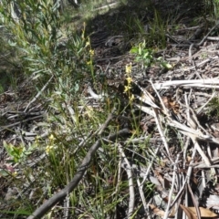 Diuris sulphurea at Cotter River, ACT - suppressed