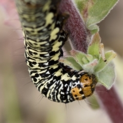 Phalaenoides tristifica (Willow-herb Day-moth) at Michelago, NSW - 24 Nov 2018 by Illilanga