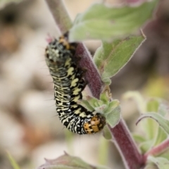 Phalaenoides tristifica at Michelago, NSW - 25 Nov 2018