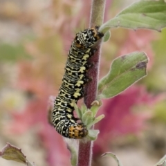 Phalaenoides tristifica at Michelago, NSW - 25 Nov 2018