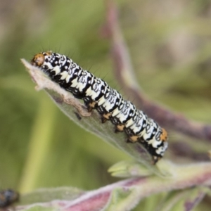 Phalaenoides tristifica at Michelago, NSW - 25 Nov 2018