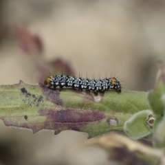 Phalaenoides tristifica at Michelago, NSW - 25 Nov 2018