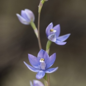 Thelymitra sp. (nuda complex) at Cotter River, ACT - suppressed