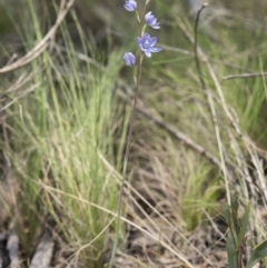 Thelymitra sp. (nuda complex) at Cotter River, ACT - suppressed