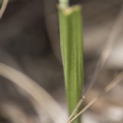 Thelymitra sp. (nuda complex) at Cotter River, ACT - suppressed