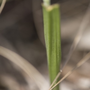 Thelymitra sp. (nuda complex) at Cotter River, ACT - suppressed