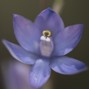 Thelymitra sp. (nuda complex) at Cotter River, ACT - suppressed