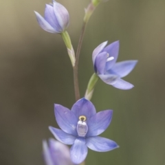 Thelymitra sp. (nuda complex) at Cotter River, ACT - suppressed