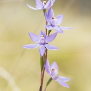 Thelymitra alpina at Cotter River, ACT - suppressed