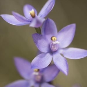 Thelymitra alpina at Cotter River, ACT - suppressed