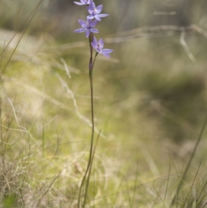 Thelymitra alpina at Cotter River, ACT - suppressed