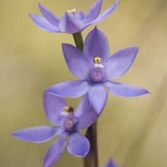 Thelymitra alpina at Cotter River, ACT - suppressed