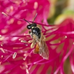 Exoneura sp. (genus) (A reed bee) at Michelago, NSW - 9 Nov 2018 by Illilanga