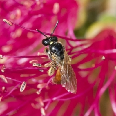 Exoneura sp. (genus) (A reed bee) at Michelago, NSW - 10 Nov 2018 by Illilanga