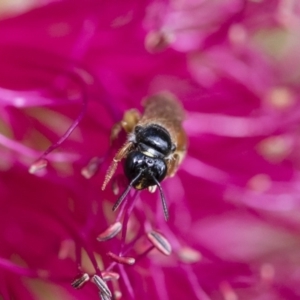 Exoneura sp. (genus) at Michelago, NSW - 10 Nov 2018