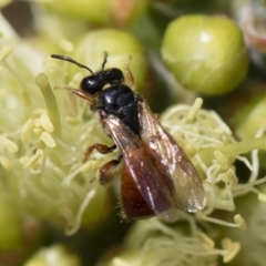 Exoneura sp. (genus) at Michelago, NSW - 10 Nov 2018