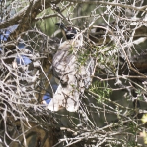 Philemon corniculatus at Acton, ACT - 2 Dec 2018