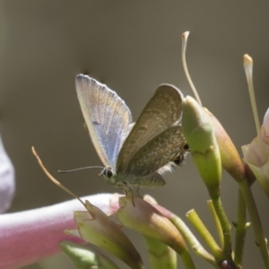 Jalmenus icilius at Hackett, ACT - 2 Dec 2018 02:21 PM