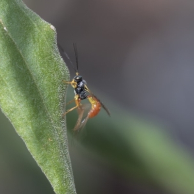 Ichneumonidae (family) (Unidentified ichneumon wasp) at Acton, ACT - 2 Dec 2018 by AlisonMilton